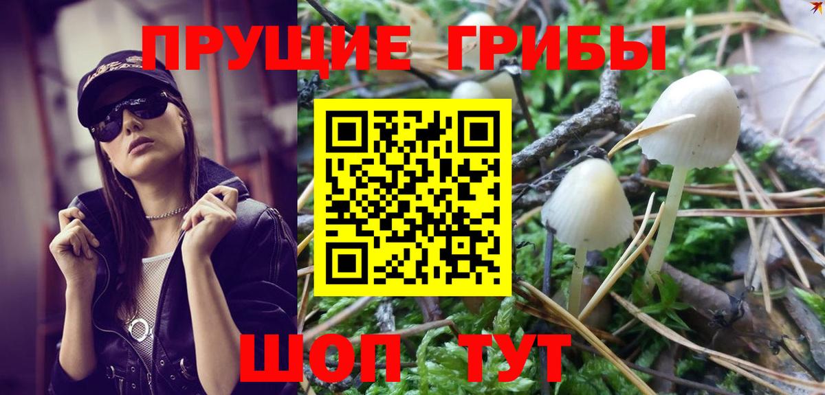 Асино  Псилоцибиновые грибы Psilocybe  Вход с VPN  Псилоцибиновые грибы мухоморы 